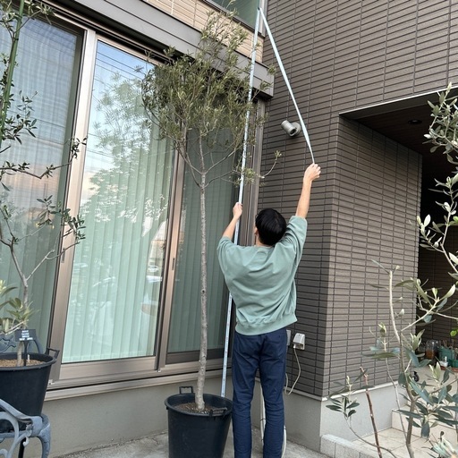 【大特価】オリーブ特大苗（シプレッシーノ）3.4m