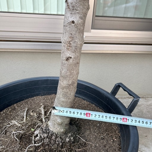 【大特価】オリーブ特大苗（シプレッシーノ）3.4m