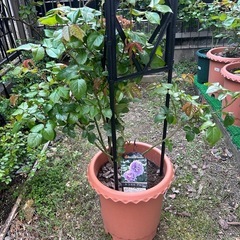 バラの苗お譲りします