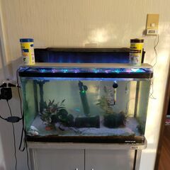 60L 熱帯魚すいそ,とさかな,すいそう台の画像