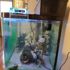 60L 熱帯魚すいそ,とさかな,すいそう台の画像