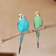 セキセイインコ　オス1羽・メス2羽