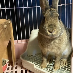 活発で可愛いウサギです。