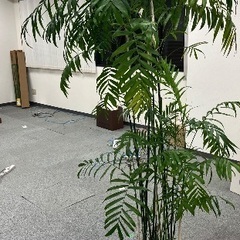観葉植物　笹