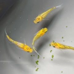 夜桜メダカの画像