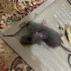 ネズミ、ゴキブリ、ハチ、その他害虫、害獣でお困りの方 - 川崎市