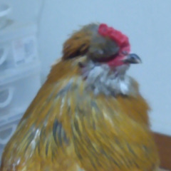 にわとり　オス