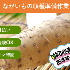 ＼日払い・1日OK！／もくもく作業！長芋の収穫作業