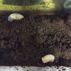 カブトムシ幼虫