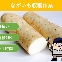 ＼日払い・1日OK！／土・日曜日限定 ♪長芋の収穫作業