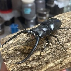 ニジイロ　　ヘラクレス　ギラファ　パラワン　アルキデス　　ネパレンシス　カブトムシ　クワガタの画像