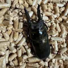ニジイロ　　ヘラクレス　ギラファ　パラワン　アルキデス　　ネパレンシス　カブトムシ　クワガタの画像