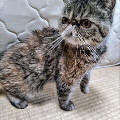 丸顔で可愛いエキゾチックショートヘアです