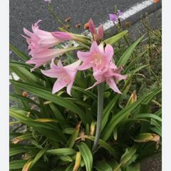 アマクリナム球根10の画像
