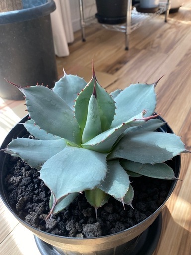 アガベパリー姫吉祥天検索リップルエフェクト