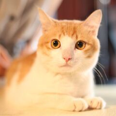 猫や美味しい食べ物のお話が出来る人