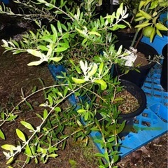 オリーブの木　挿木用穂木の画像