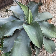アガベ　特大　ミスターリップルの画像
