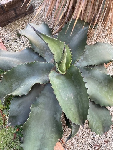 アガベ　特大　ミスターリップル