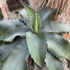 アガベ　特大　ミスターリップルの画像