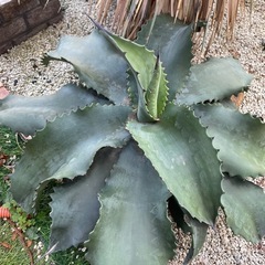 アガベ　特大　ミスターリップルの画像