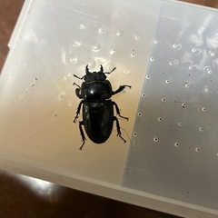 イキヒラタクワガタ　新成虫ペアの画像