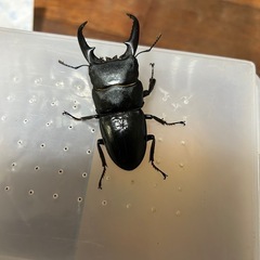 イキヒラタクワガタ　新成虫ペアの画像