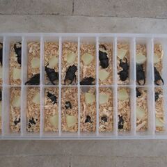 RAV4ラブ4 デフダウンキットリフトアップカスタム