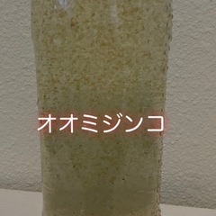 ゾウリムシ　500ml〜の画像