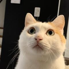ボイスチャットなしのゲーム友達！ - 松本市