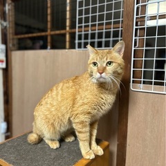 飼いやすい❣️人間大好きにゃん🤩お困り顔のブンちゃん🐈‍⬛推定1...