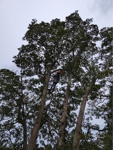 つくばみらい市から庭の手入れ