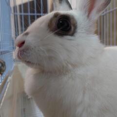 うさぎ里親募集