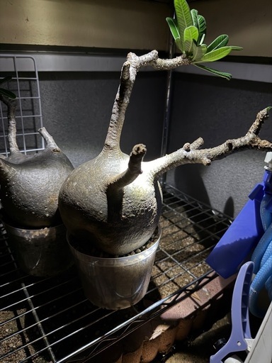 グラキリス　ベアルート株に