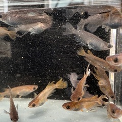 メダカ【クラミツハ乱】(選別外)　５匹〜の画像