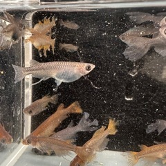 メダカ【クラミツハ乱】(選別外)　５匹〜の画像