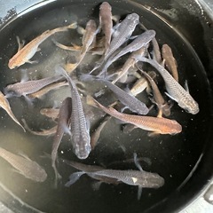 タライ その他の中古が安い！激安で譲ります・無料であげます