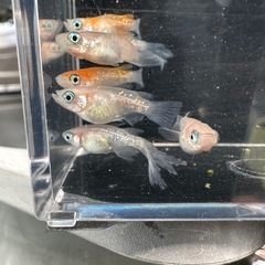 メダカ【紅白ラメヒレ長(ダルマ血有り)】　写真の個体全ての画像
