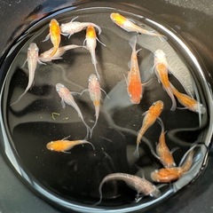 メダカ【紅白ラメヒレ長(ダルマ血有り)】　写真の個体全ての画像