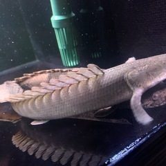 ポリプテルス ビキールSPコリバ※決まりました