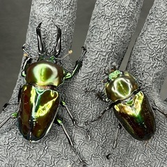 【グリーン系ペア】ニジイロクワガタ　フリーサイズペア