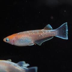 改良メダカ　デーンモルフォ　１ペア＋１（３匹）の画像