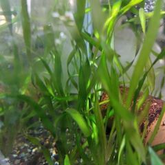 水草　スクリューバリスネリア1