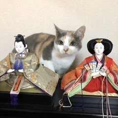 三毛猫譲渡中