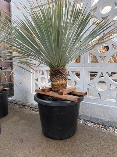 ロストラータ   タイ産