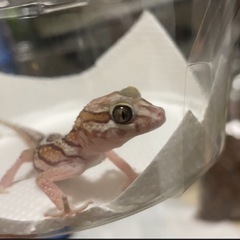 生き物や運動好きな人！会って遊べ人がいいです！