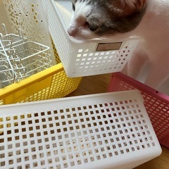 100均/収納の画像