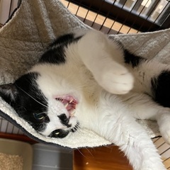 ⭐️ボクだけ愛してゴロゴロ甘えん坊チョビ - 猫