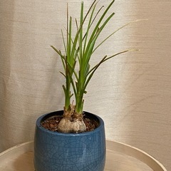 観葉植物　とっくりラン