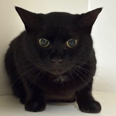 猫の預かりボランティアさん募集